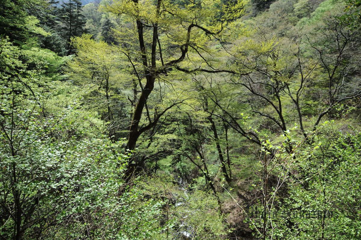 雲取山　日帰り登山